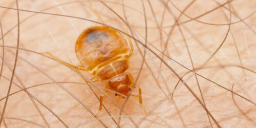 Five tips to keep your home free of bed bugs