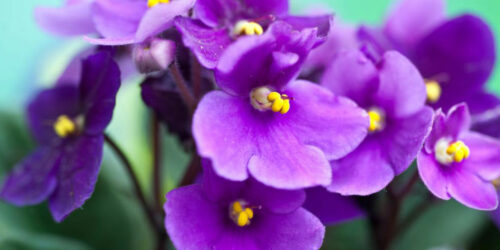 Know your African violets