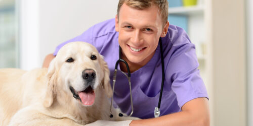 Keep Your Furry Friends Covered With Pet Insurance