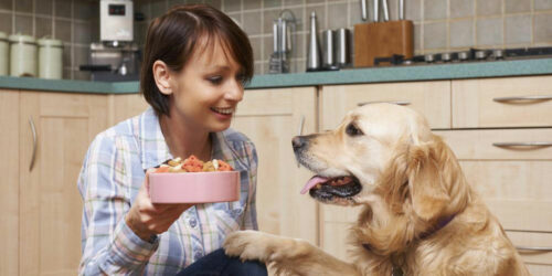 Keep your senior dog healthy with these fortified senior dog foods