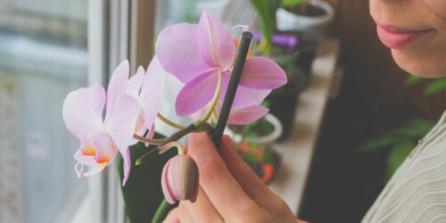 How to care for Orchids indoors