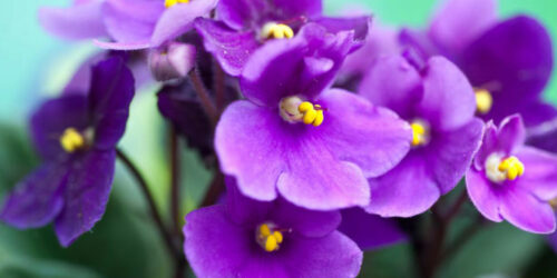 How to care for your African Violets