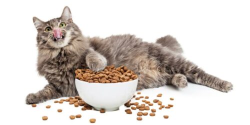 How to choose the right food for your cat