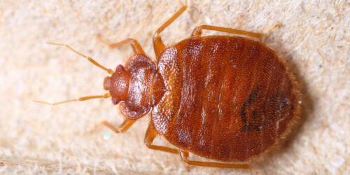 How to find bed bugs