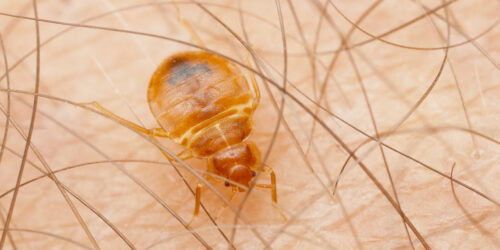 How to figure out if your home is infested bed bugs