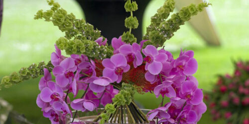 How to get your Moth orchids to rebloom