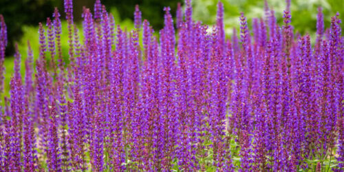 How to grow lavender flower plants