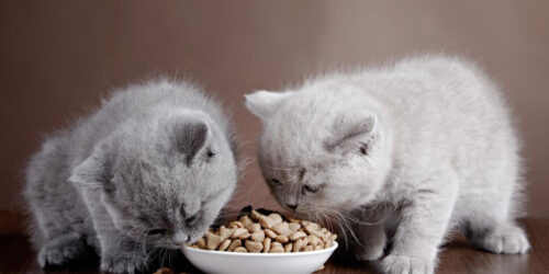 Homemade cat food samples you should be trying immediately