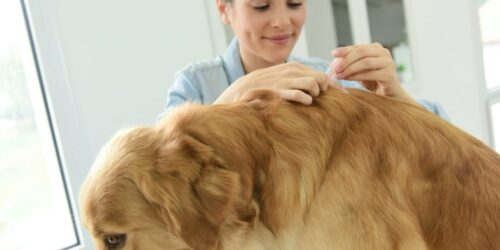 Home remedies for dog allergies