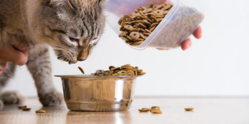 Healthy And Appetizing Cat Foods