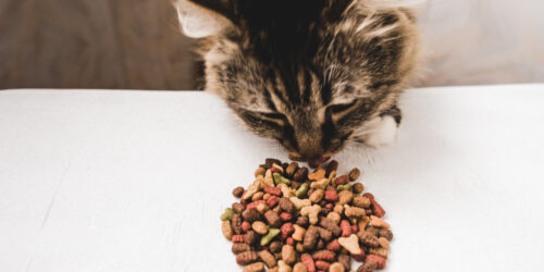 Improving Health Conditions Of Cats With Dry Foods