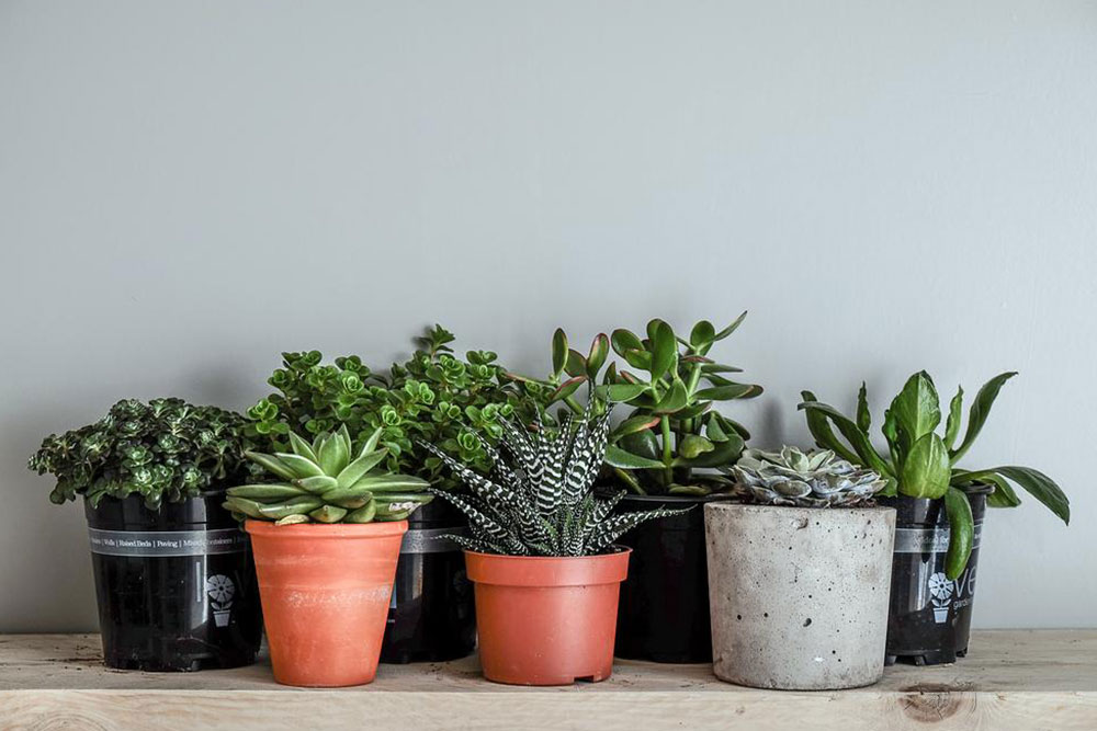 Low maintenance indoor plants