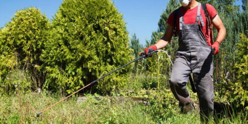 Safety guidelines to follow when removing weeds from the garden