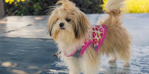 Seven Accessories to Purchase for a Shih Tzu Puppy