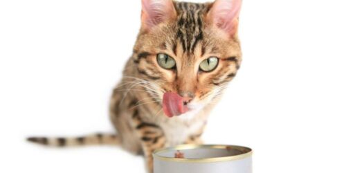 Six amazing benefits of feeding canned foods to cats