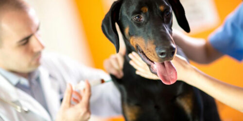 Signs of poisoning in canines