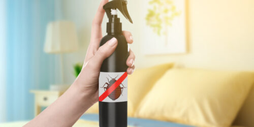 Popular Bed Bug Sprays and How to Use Them