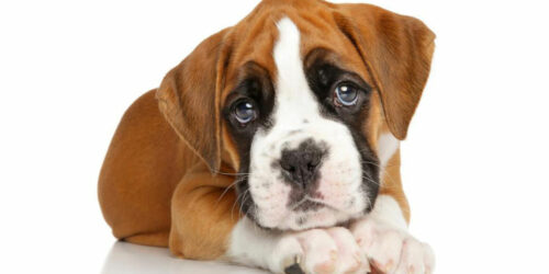 Popular boxer puppies breeders in the country