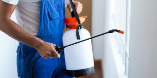 Popular pest control services in the country