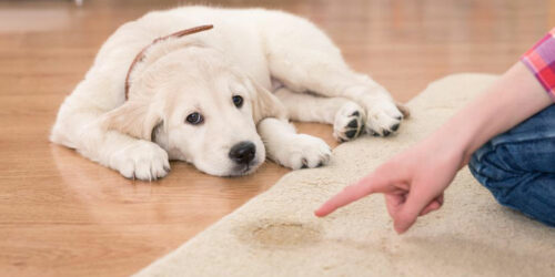 Popular pet urine stain and odor remover products