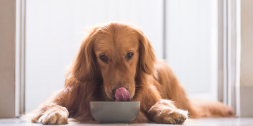 Picking the Best Dog Foods for a Sensitive Stomach