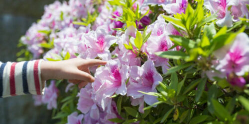 Pruning of the azaleas plant