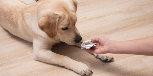 Preventing and Treating Dog Fleas