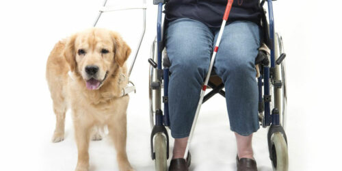 Public access test for getting a service dog certification