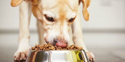 Resolving the Problem of a Sensitive Stomach in Dogs