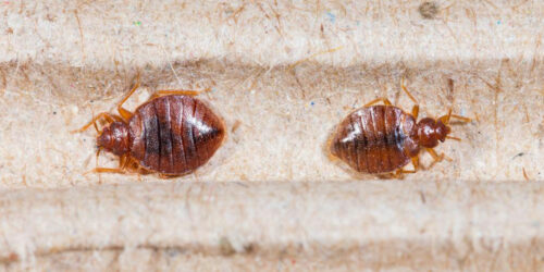 Top 3 bed bug sprays you can consider