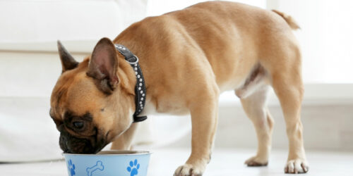 Top 7 Puppy Food Brands in the Market