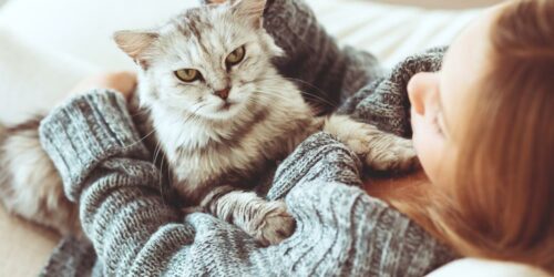 Top 5 Pet Accessories for Your Cat