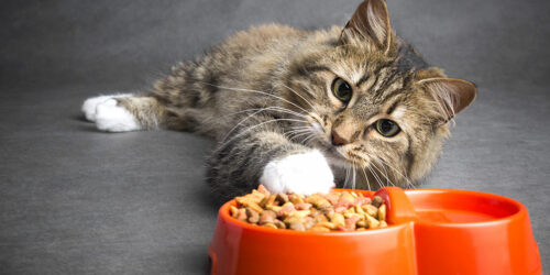 Top Foods for Cats with Sensitive Skin