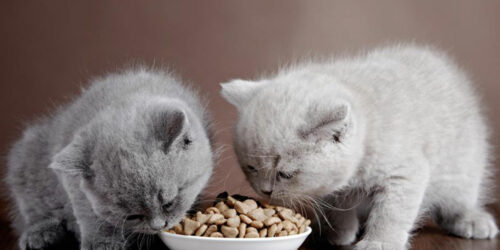 Top four cat food brands and their reviews