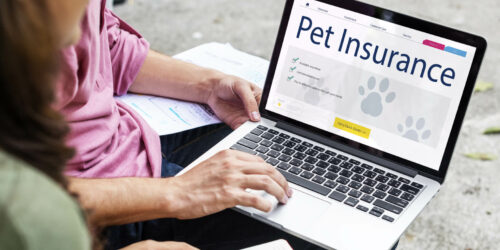 The Average Cost Of Pet Insurance