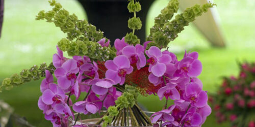 The care your orchids need