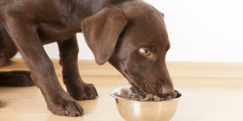 Things To Keep In Mind Before Buying Dog Food