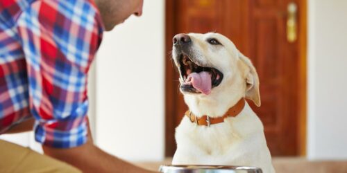 Things You Should Know About The Best Puppy Food In The Market