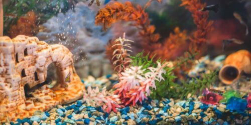 Things to Consider Before Buying an Aquarium