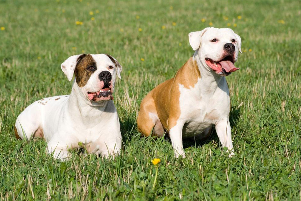 Things to know if you own a english bulldog