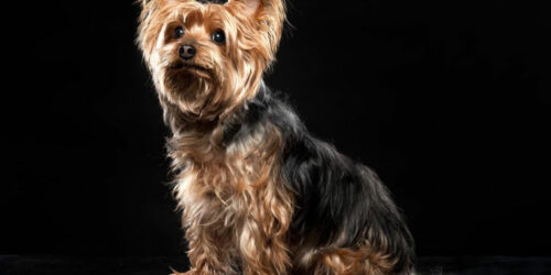 Things you need to find out about a Yorkie on sale