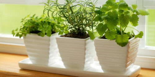 Think indoor gardening when outdoor isn&#8217;t possible