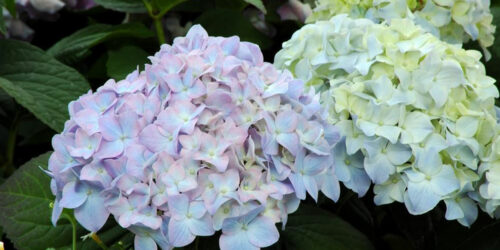 Tips on how to plant and take care of hydrangea plants