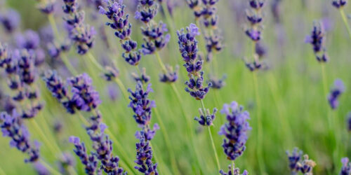 Tips for growing lavender flower plants