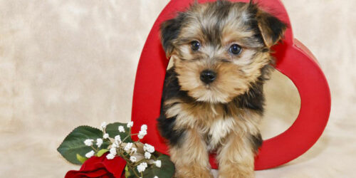 Tips to bring up a Morkie puppy