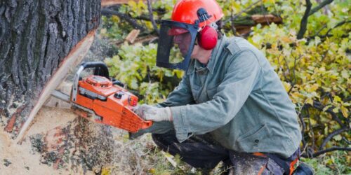 Tips to buy chainsaw for the first time