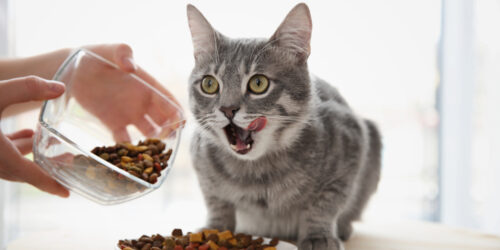 Treat Your Feline Friends with the Best Food