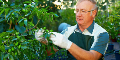 Tree care tips that every passionate gardener should know