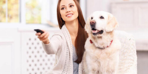 Types of removers that can help you fight pet odor!