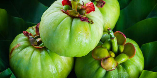 Understanding how Garcinia Cambogia works